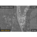 Bio science application: observe beam sensitive samples with superior quality. SEM image taken from a biological tissue at 1 keV beam energy